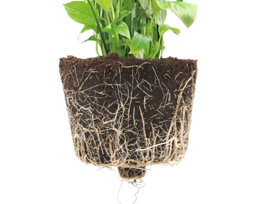 Lopatkovec s odhalenými kořeny a kořenovým balem