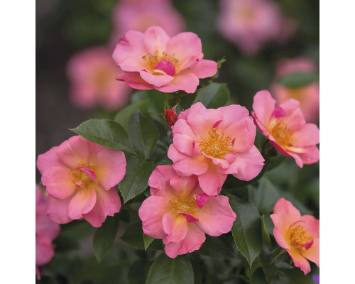 Detail několika růžových růží se zelenými listy