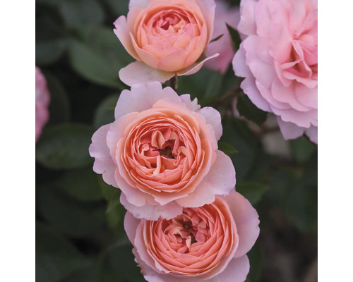 Detailní záběr světle růžových květů růží