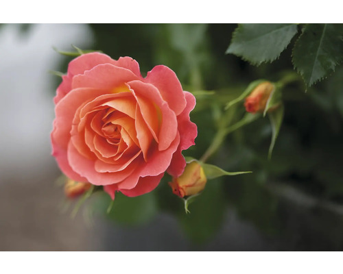 Detailní záběr jedné růže s poupaty