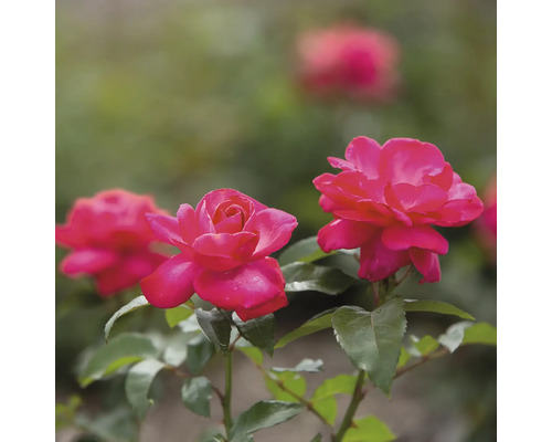 Detailní záběr na růžové růže se zelenými listy