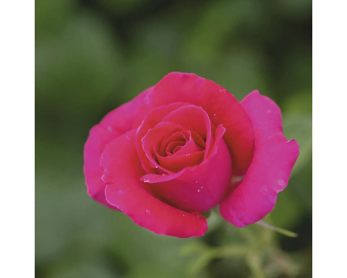 Detailní záběr jedné růže