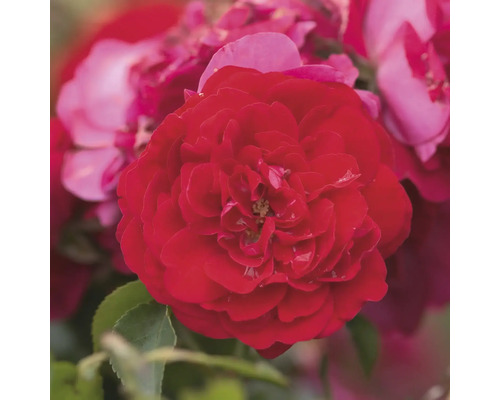 Detail červené růže