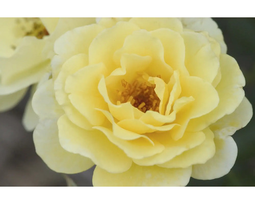 Detail žlutého květu růže