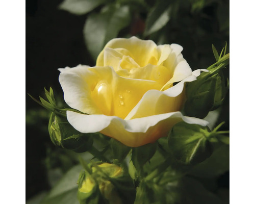 Žlutá růže s poupaty v zahradě