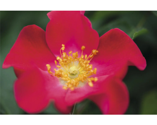 Detail červené šípkové růže se žlutými tyčinkami