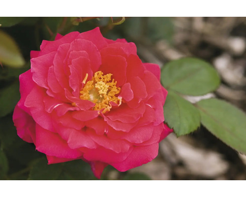 Detail červené růže se žlutými tyčinkami.