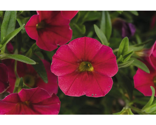 Detail červených květů Million Bells