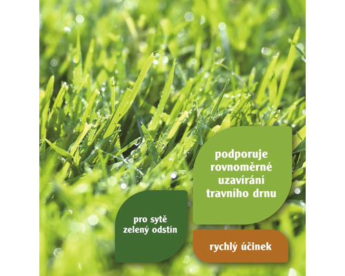 Detailní pohled na svěží zelený trávník