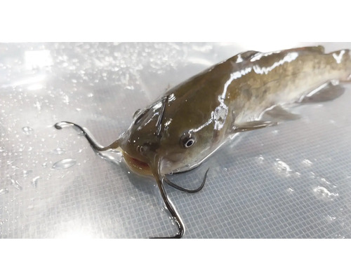 Jeden sumec leží na povrchu.