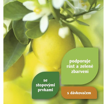 Citroník s bílými květy a zelenými listy