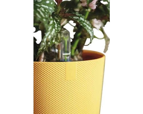 Rostlina v žlutém květináči se zavlažovacím systémem