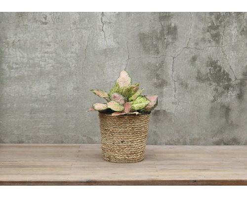 Pokojová rostlina Aglaonema v pleteném košíku