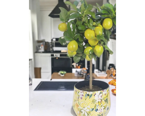 Citroník v květináči ve světlé kuchyni