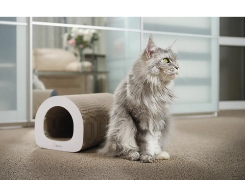 Maine mývalí kočka sedí vedle škrabadla pro kočky