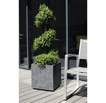 Spirálovitý zimostráz v šedé nádobě na rostliny vedle židle