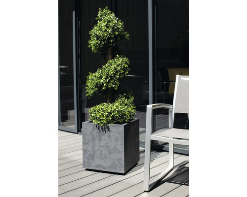 Spirálovitý zimostráz v šedé nádobě na rostliny vedle židle