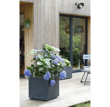 Scéna s hortenziemi ve čtvercových květináčích na dřevěné terase před domem s dřevěnou fasádou.