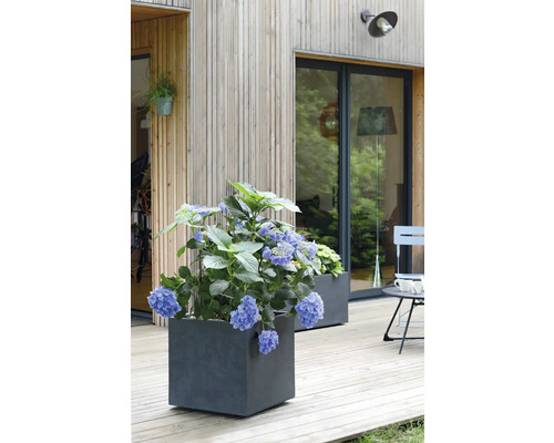 Scéna s hortenziemi ve čtvercových květináčích na dřevěné terase před domem s dřevěnou fasádou.