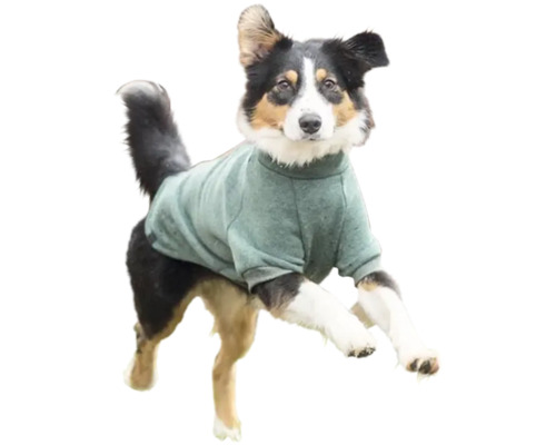 Pes se zeleným svetrem