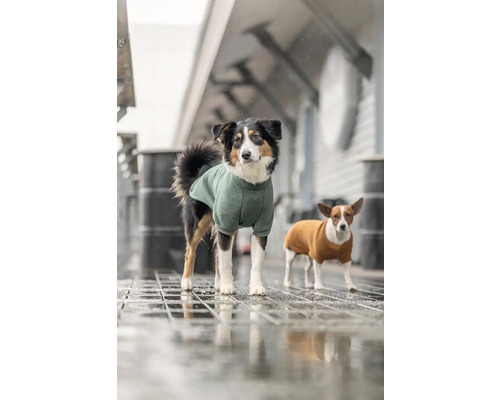 Dva psi venku nosí oblečení pro psy.