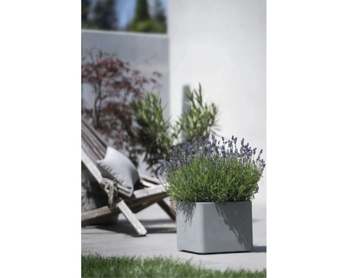 Čtvercový kamenný květináč s levandulí venku