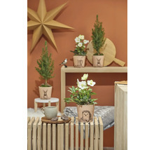 Obal na květináč keramický Dallas Forest Friends Ø14 cm ježek