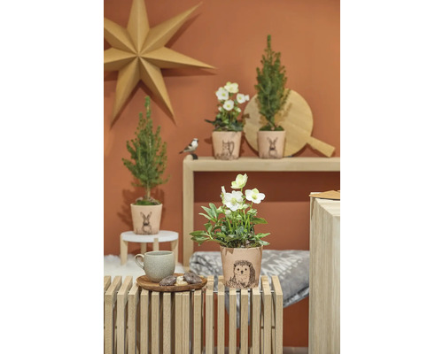 Dekorativní design pokoje s vánoční hvězdou, rostlinami v okrasných květináčích s motivy zvířat a dřevěným nábytkem