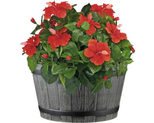 Ibišek v ozdobném květináči pro vnitřní i venkovní použití