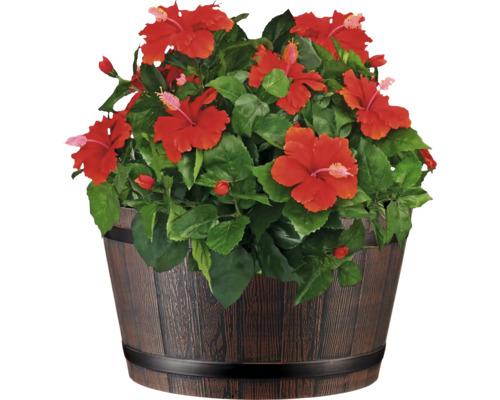 Ibišek v dřevěné kádi