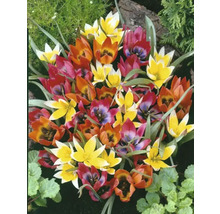 Detailní záběr na vícebarevné květy tulipánů