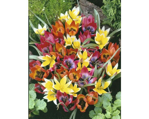 Detailní záběr na vícebarevné květy tulipánů