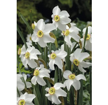 Narcisy FloraSelf 'Recurvus' 15 ks