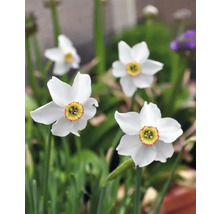 Narcisy FloraSelf 'Recurvus' 15 ks