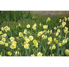 Narcisy FloraSelf 'Sun Disc' 15 ks