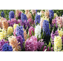 Hyacinty mix FloraSelf 14/15 8 ks