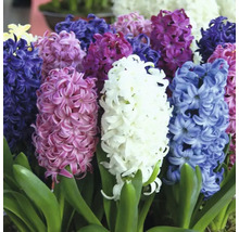 Hyacinty mix FloraSelf 14/15 8 ks