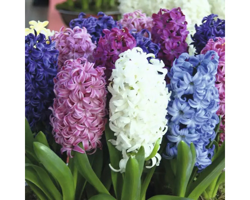 Kvetoucí hyacinty se zelenými listy