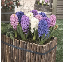 Hyacinty mix FloraSelf 14/15 8 ks