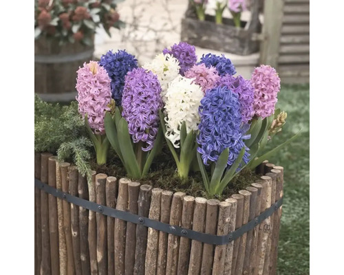 Hyacinty v dřevěném květináči
