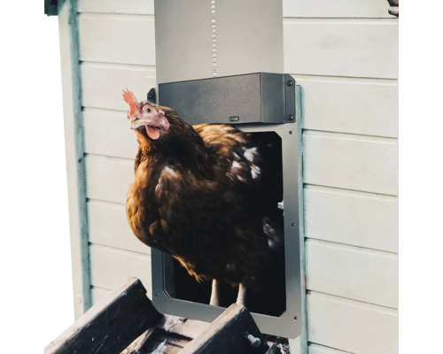 Slepice prochází automatickými dvířky pro slepice
