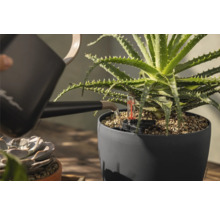 Zalévání rostliny Aloe Vera v šedém květináči s ukazatelem hladiny vody pomocí konve