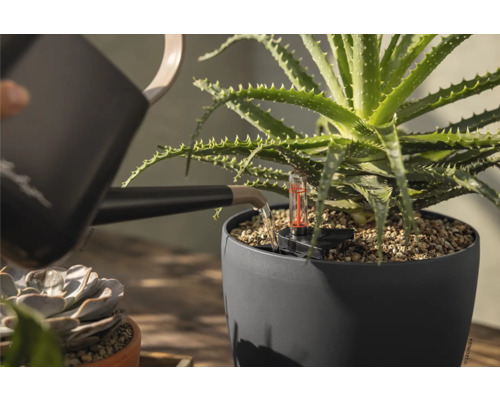 Zalévání rostliny Aloe Vera v šedém květináči s ukazatelem hladiny vody pomocí konve