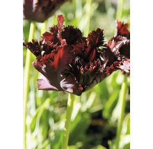 Tulipány papouškovité FloraSelf 'Black Parrot' 8 ks