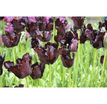 Tulipány papouškovité FloraSelf 'Black Parrot' 8 ks