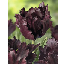 Detailní pohled na jeden tmavý květ tulipánu s třásněmi.