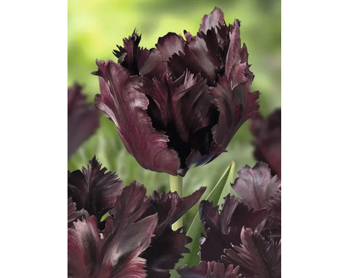 Detailní pohled na jeden tmavý květ tulipánu s třásněmi.