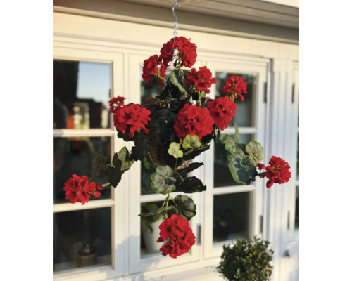 Závěsný květináč s červenými muškáty před oknem