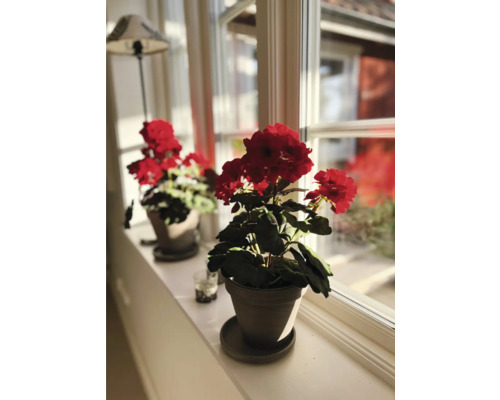 Dva muškáty v květináčích na okenním parapetu