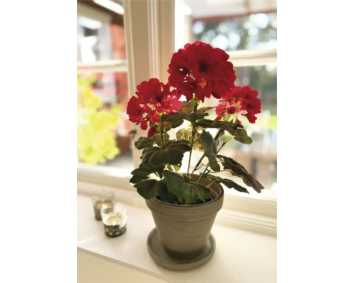 Muškát v květináči na okenním parapetu